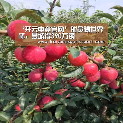 开云体育下载